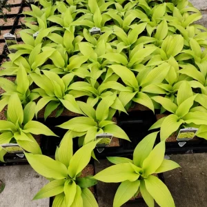 Hosta Dancing Queen Live Plant, 5.25