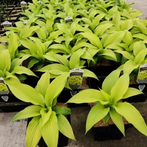 Hosta Dancing Queen Live Plant, 5.25