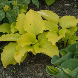 Hosta Dancing Queen Live Plant, 5.25" Pot, Perennial, Shade Loving - Image 1
