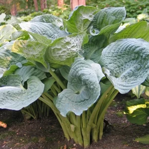 Hosta Deep Waters Live Plant - 5.25" Pot, Blue Corrugated Perennial, Shade - Image 1