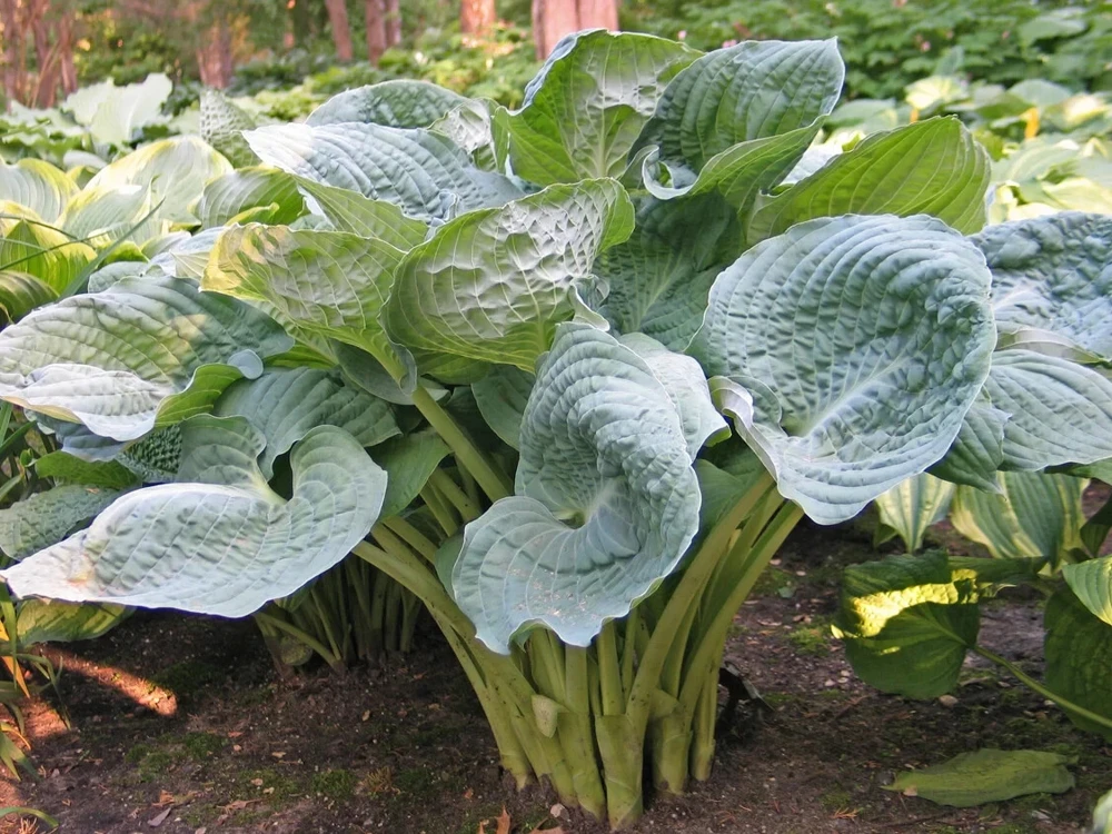 Hosta Deep Waters Live Plant - 5.25" Pot, Blue Corrugated Perennial, Shade - Image 1