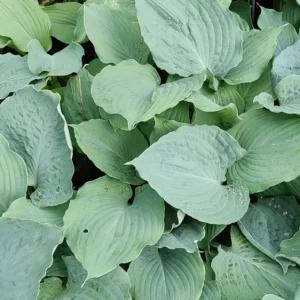 Hosta Diamond Lake Rooted 5.25" Pot Perennial Proven Winners Hosta of the Year - Image 2