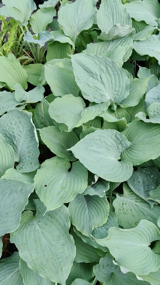 Hosta Diamond Lake Rooted 5.25" Pot Perennial Proven Winners Hosta of the Year - Image 2