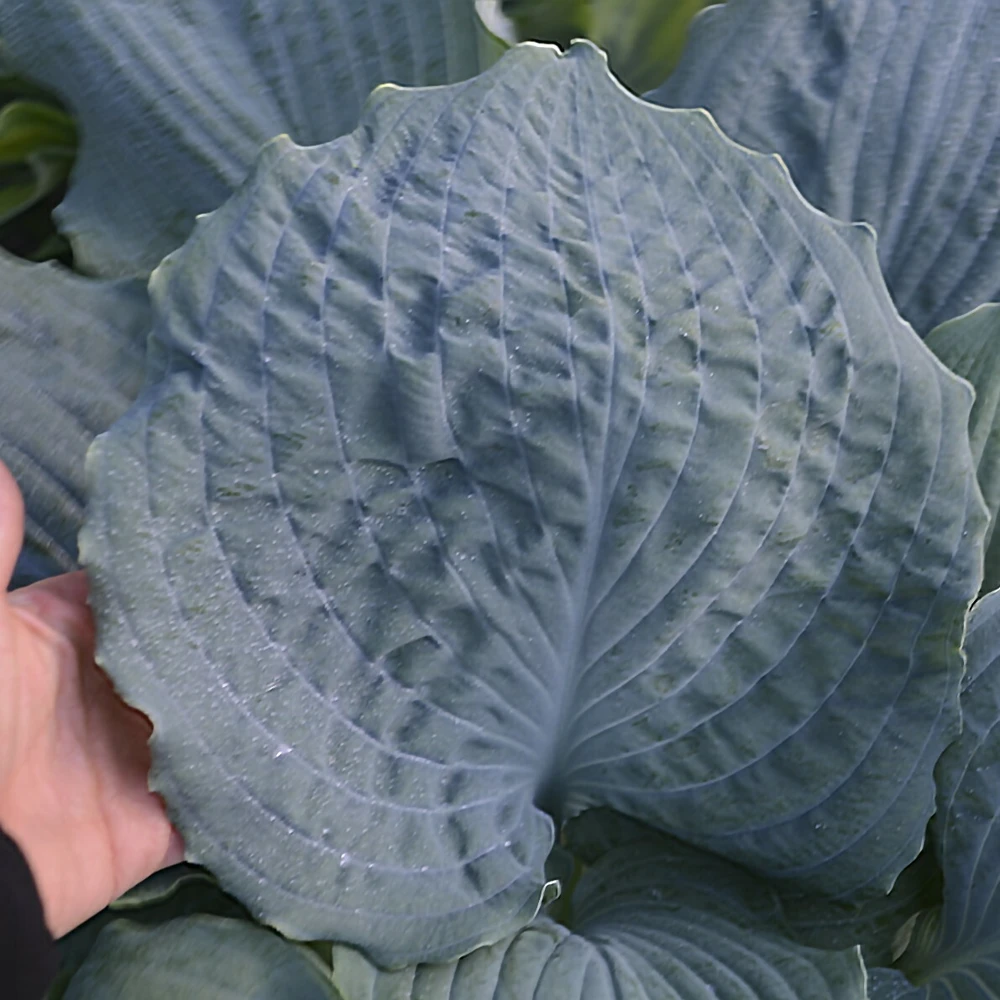 Hosta Diamond Lake Rooted 5.25" Pot Perennial Proven Winners Hosta of the Year - Image 3