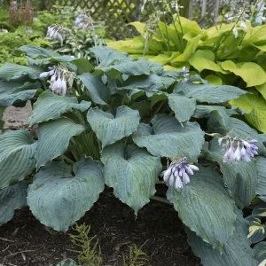 Hosta Diamond Lake Rooted 5.25