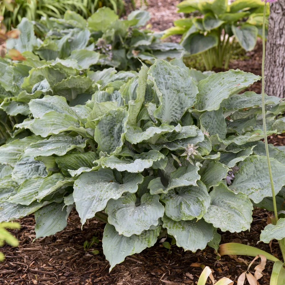 Hosta Diamond Lake Rooted 5.25" Pot Perennial Proven Winners Hosta of the Year - Image 5