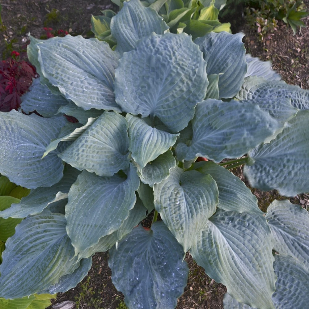 Hosta Diamond Lake Rooted 5.25" Pot Perennial Proven Winners Hosta of the Year - Image 6