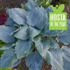 Hosta Diamond Lake Rooted 5.25" Pot Perennial Proven Winners Hosta of the Year - Image 1