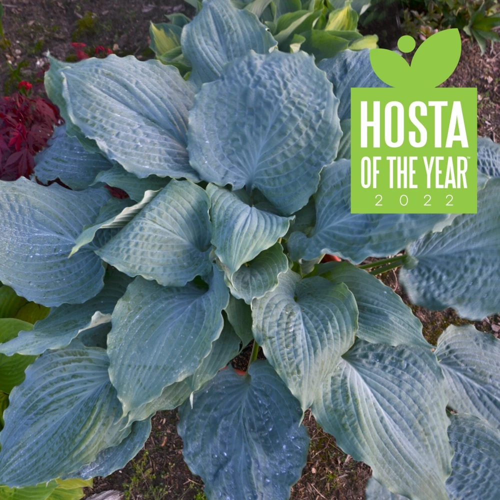 Hosta Diamond Lake Rooted 5.25" Pot Perennial Proven Winners Hosta of the Year - Image 1