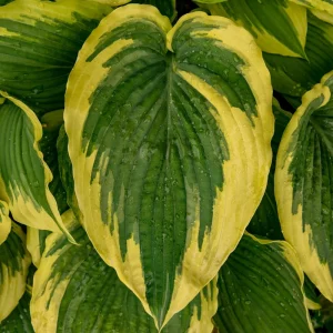 Hosta Drop Dead Gorgeous Live Plant – 5.25" Pot, Perennial Shade Plant - Image 2