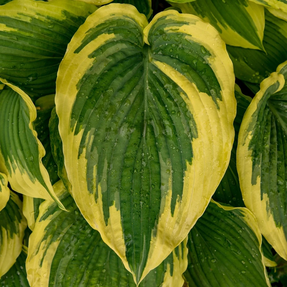 Hosta Drop Dead Gorgeous Live Plant – 5.25" Pot, Perennial Shade Plant - Image 2
