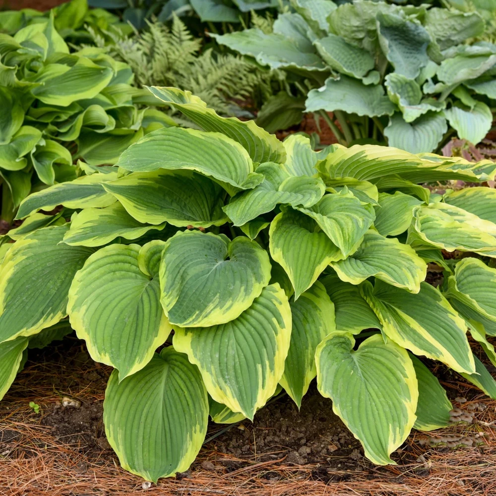 Hosta Drop Dead Gorgeous Live Plant – 5.25" Pot, Perennial Shade Plant - Image 3