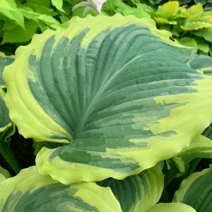 Hosta Drop Dead Gorgeous Live Plant – 5.25