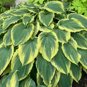 Hosta Drop Dead Gorgeous Live Plant – 5.25" Pot, Perennial Shade Plant - Image 1