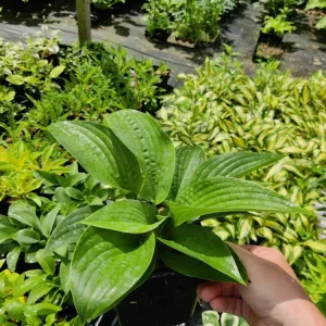 Hosta Earthquake 5.25" Pot Well Rooted Perennial Shade Plant - Image 2