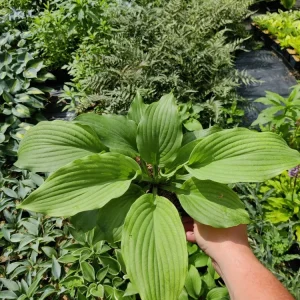Hosta Earthquake 5.25