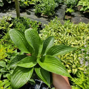Hosta Earthquake 5.25
