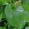 Hosta Earthquake 5.25" Pot Well Rooted Perennial Shade Plant - Image 1