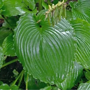 Hosta Earthquake 5.25" Pot Well Rooted Perennial Shade Plant - Image 1