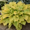 Hosta Echo the Sun Live Plant – 5.25" Pot Perennial – Yellow Foliage – Full to Partial Shade - Image 1