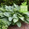 Hosta Empress Wu Live Plant 5.25" Pot Perennial Shade - Image 1
