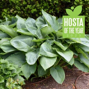 Hosta Empress Wu Live Plant 5.25
