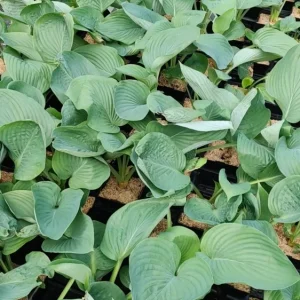 Hosta Empress Wu Live Plant 5.25