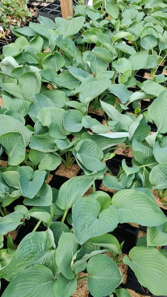 Hosta Empress Wu Live Plant 5.25" Pot Perennial Shade - Image 2