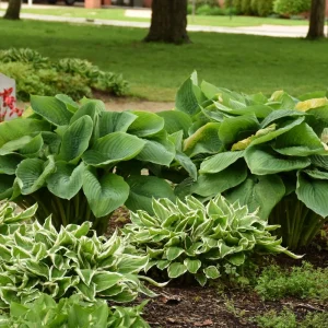 Hosta Empress Wu Live Plant 5.25