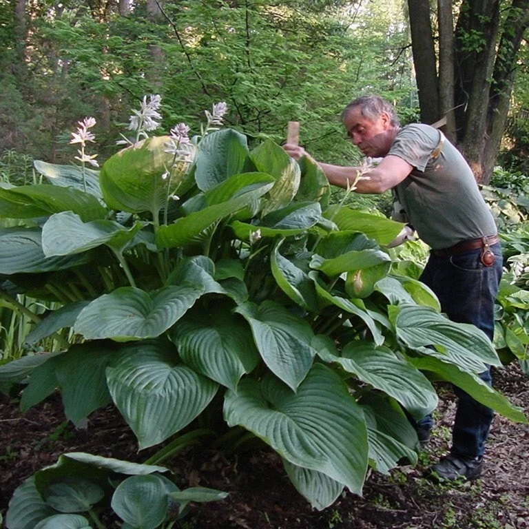 Hosta Empress Wu Live Plant 5.25" Pot Perennial Shade - Image 4