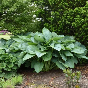 Hosta Empress Wu Live Plant 5.25