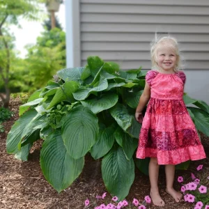 Hosta Empress Wu Live Plant 5.25