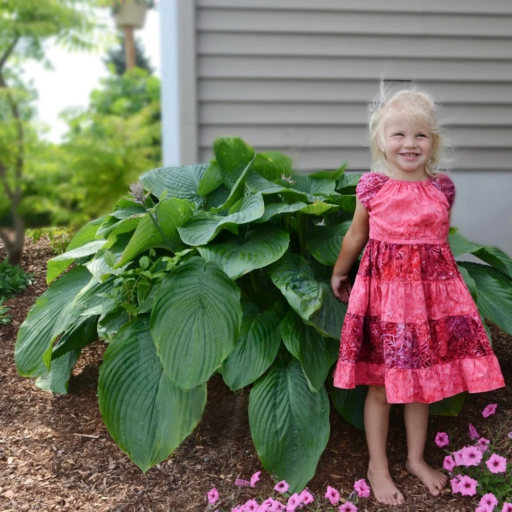 Hosta Empress Wu Live Plant 5.25" Pot Perennial Shade - Image 6