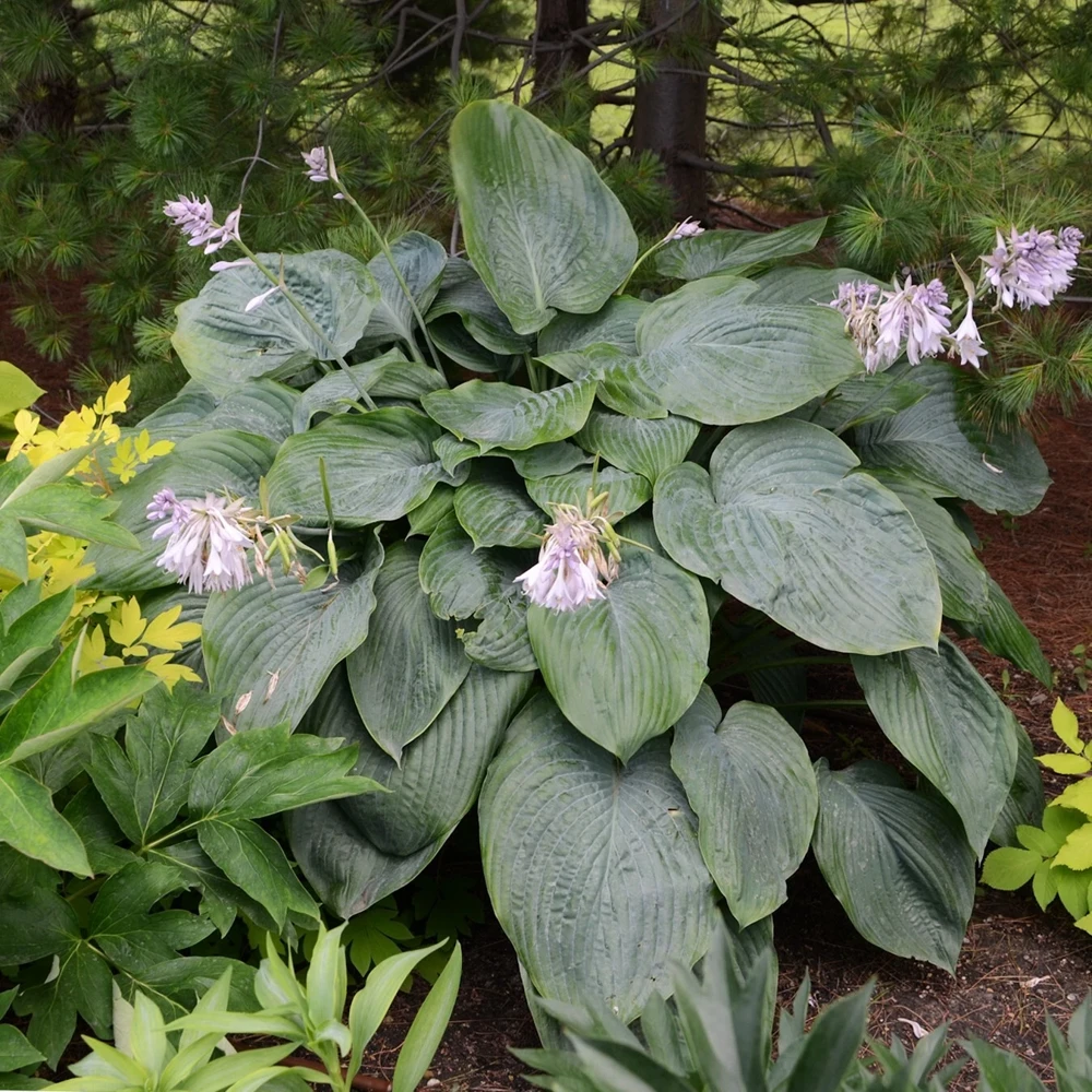 Hosta Empress Wu Live Plant 5.25" Pot Perennial Shade - Image 7