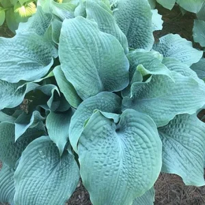 Hosta Epic Blue Wave Live Plant - 5.25 inch Pot - Perennial Shade - Image 2