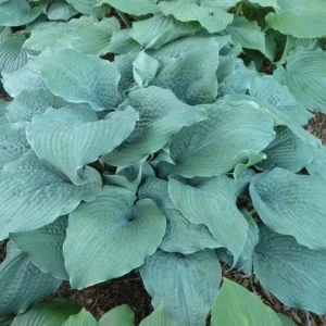 Hosta Epic Blue Wave Live Plant - 5.25 inch Pot - Perennial Shade - Image 3