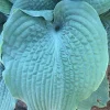 Hosta Epic Blue Wave Live Plant - 5.25 inch Pot - Perennial Shade - Image 1