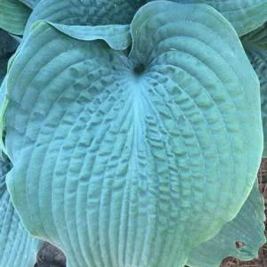 Hosta Epic Blue Wave Live Plant - 5.25 inch Pot - Perennial Shade - Image 1