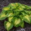 Hosta Etched Glass Live Plant – Perennial – 5.25 inch Pot – Full to Partial Shade - Image 1