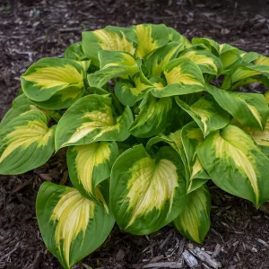 Hosta Etched Glass Live Plant – Perennial – 5.25 inch Pot – Full to Partial Shade - Image 1