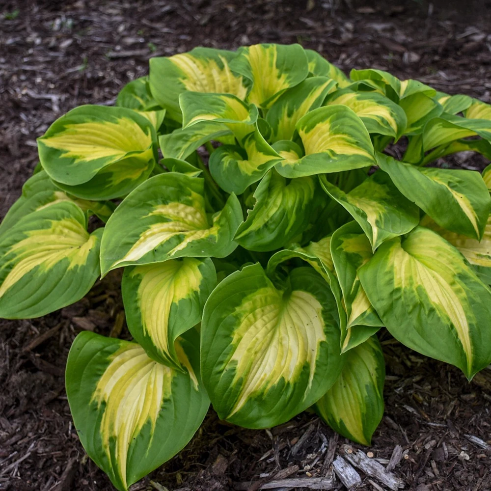 Hosta Etched Glass Live Plant – Perennial – 5.25 inch Pot – Full to Partial Shade - Image 1