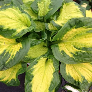 Hosta Etched Glass Live Plant – Perennial – 5.25 inch Pot – Full to Partial Shade - Image 2