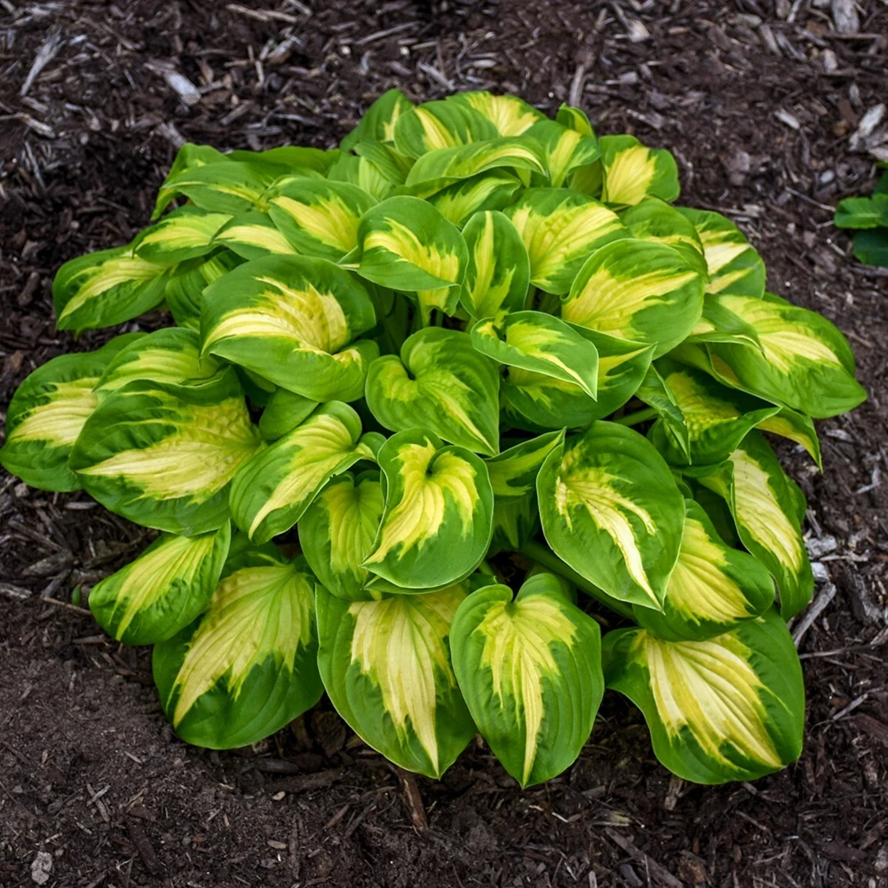 Hosta Etched Glass Live Plant – Perennial – 5.25 inch Pot – Full to Partial Shade - Image 3
