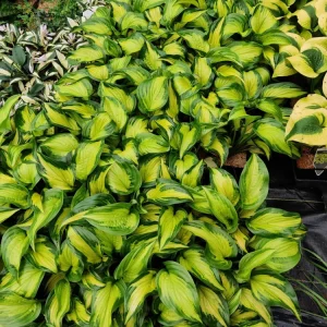 Hosta Etched Glass Live Plant – Perennial – 5.25 inch Pot – Full to Partial Shade - Image 4