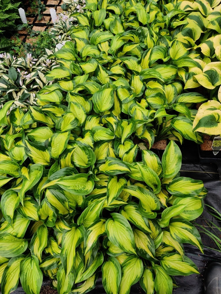 Hosta Etched Glass Live Plant – Perennial – 5.25 inch Pot – Full to Partial Shade - Image 4