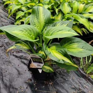 Hosta Etched Glass Live Plant – Perennial – 5.25 inch Pot – Full to Partial Shade - Image 5