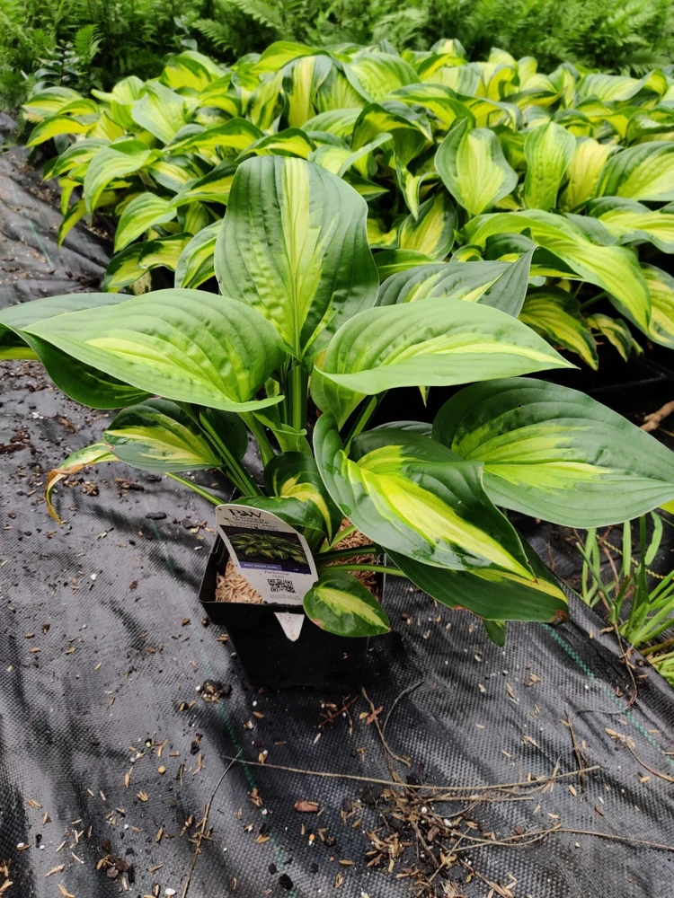Hosta Etched Glass Live Plant – Perennial – 5.25 inch Pot – Full to Partial Shade - Image 5