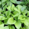 Hosta Even Better Live Plant – 5.25 inch Pot, Well Rooted Perennial, Shade - Image 1