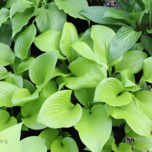 Hosta Even Better Live Plant – 5.25 inch Pot, Well Rooted Perennial, Shade - Image 1