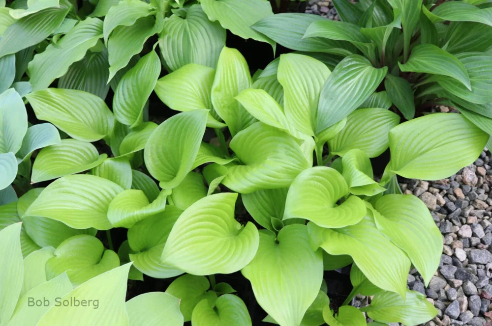 Hosta Even Better Live Plant – 5.25 inch Pot, Well Rooted Perennial, Shade - Image 1